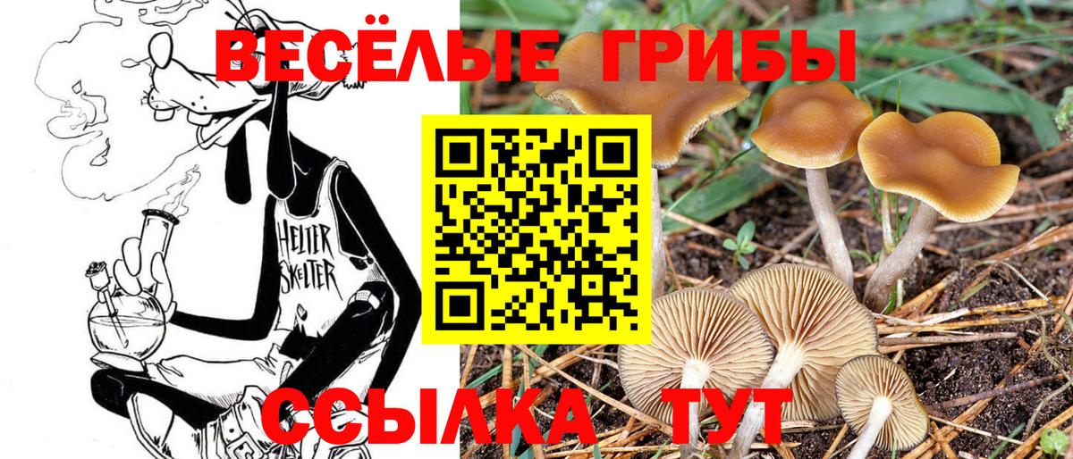 Асино  Псилоцибиновые грибы мухоморы  Вход с VPN  Галлюциногенные грибы Psilocybe 
